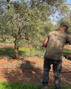 las labores en el campo