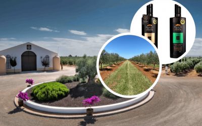 El Mejor aceite de oliva picual del mundo por octavo año consecutivo se hace en Ciudad Real