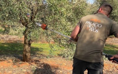 Palacio de los Olivos – Labores en el olivar (Marzo)